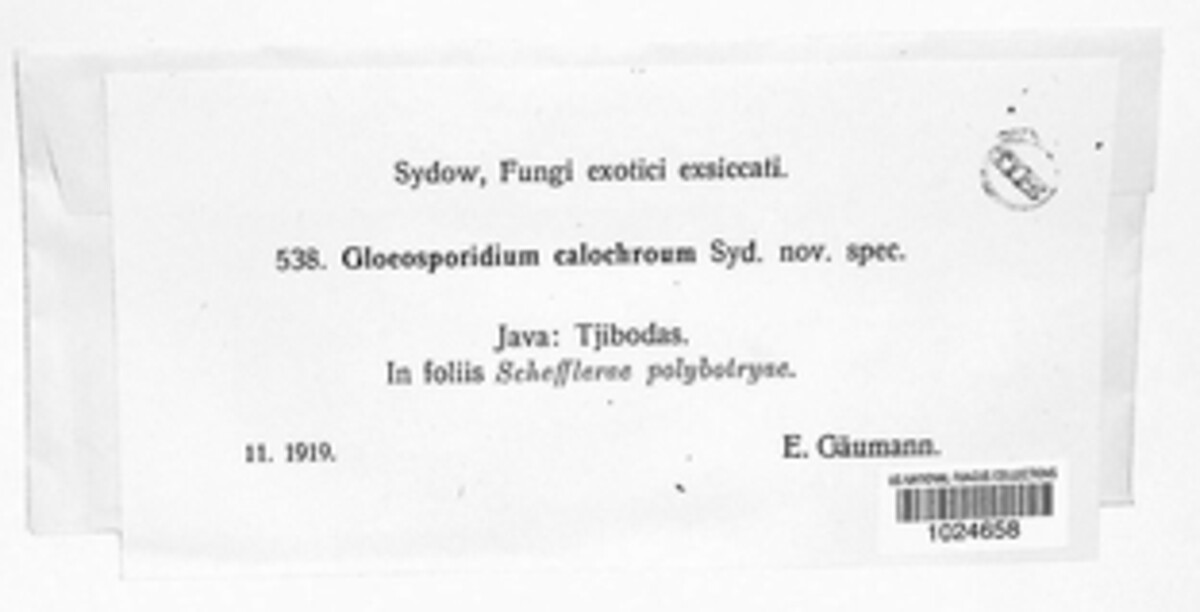 Gloeosporidium calochroum image
